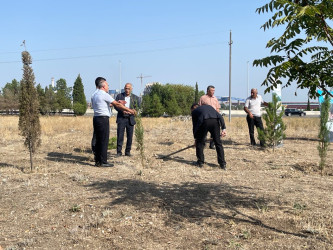 “Şəhərsalma və Memarlıq İli” çərçivəsində ağacəkmə aksiyası keçirilib