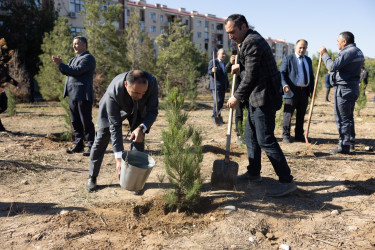 Kəlbəcər rayon İcra Hakimiyyəti tərəfindən “Yaşıl dünya naminə həmrəylik ili”çərçivəsində növbəti ağacəkmə aksiyası təşkil olunub.