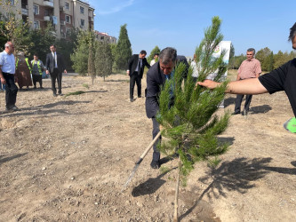 “Şəhərsalma və Memarlıq İli” çərçivəsində ağacəkmə aksiyası keçirilib