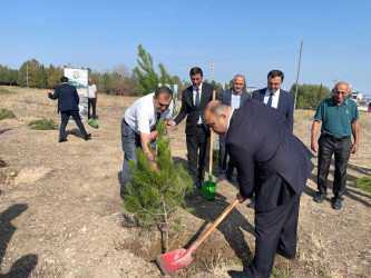 “Şəhərsalma və Memarlıq İli” çərçivəsində ağacəkmə aksiyası keçirilib