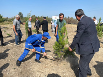 “Şəhərsalma və Memarlıq İli” çərçivəsində ağacəkmə aksiyası keçirilib