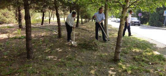 Kəlbəcərdə “Yaşıl dünya naminə həmrəylik ili” ilə bağlı,növbəti iməcilik aksiyası keçirildi.