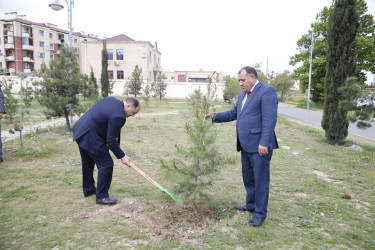 “Şəhərsalma və Memarlıq İli” çərçivəsində Kəlbəcər  Rayon İcra Hakimiyyətinin  təşkilatçılığı ilə ağacəkmə aksiyası  həyata keçirilib.