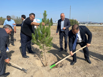 “Şəhərsalma və Memarlıq İli” çərçivəsində ağacəkmə aksiyası keçirilib