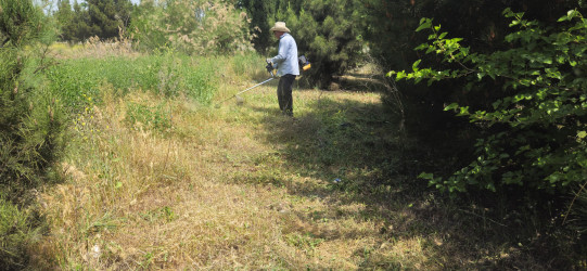 Kəlbəcərdə “Yaşıl dünya naminə həmrəylik ili” ilə bağlı,növbəti iməcilik aksiyası keçirildi.