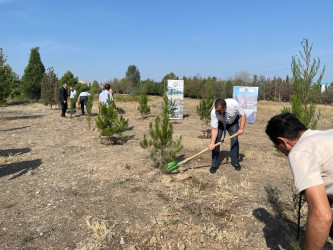 “Şəhərsalma və Memarlıq İli” çərçivəsində ağacəkmə aksiyası keçirilib
