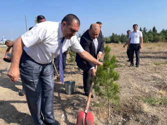 “Şəhərsalma və Memarlıq İli” çərçivəsində ağacəkmə aksiyası keçirilib