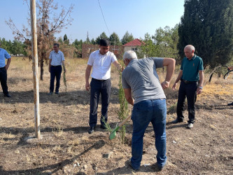 “Şəhərsalma və Memarlıq İli” çərçivəsində ağacəkmə aksiyası keçirilib
